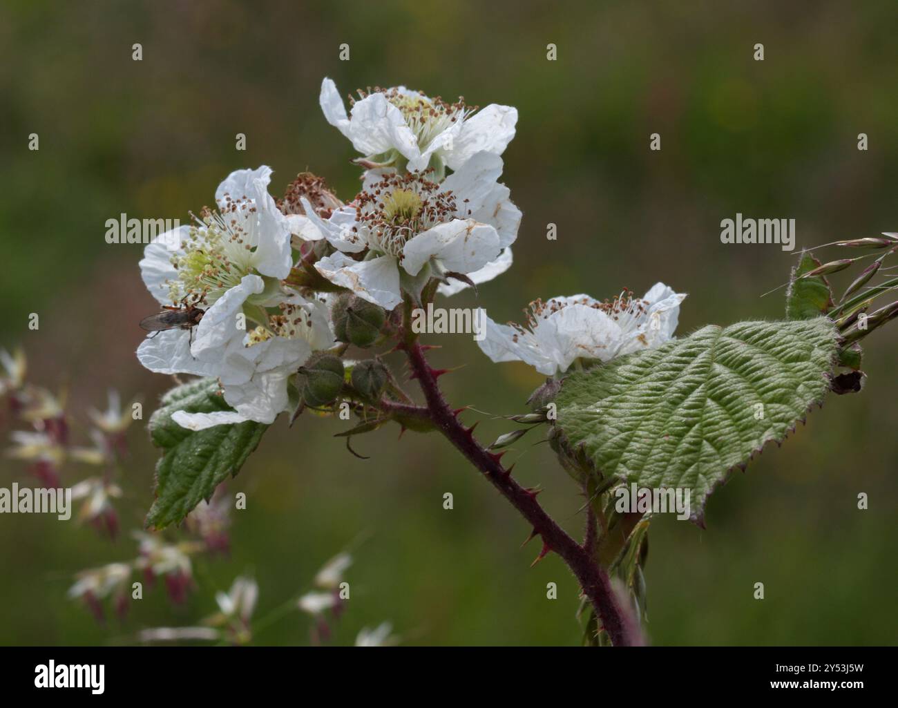Fleurs Blackberry Banque D'Images
