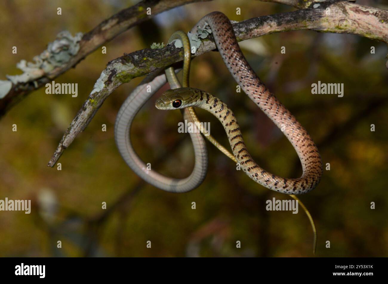 Serpent de brousse tacheté (Philothamnus semivariegatus) Reptilia Banque D'Images