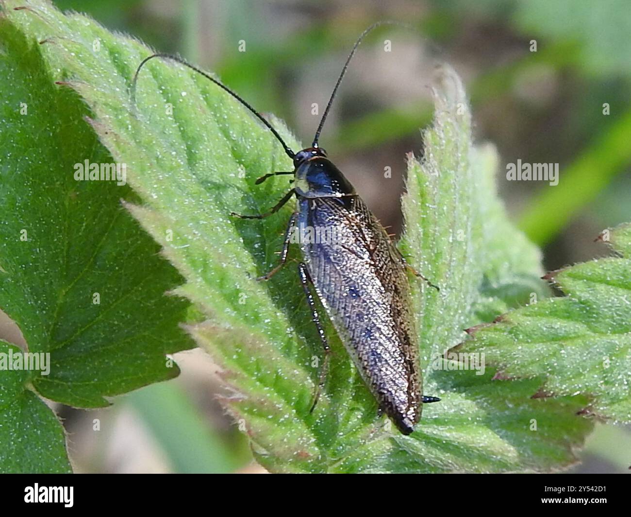 Cafard sombre (Ectobius lapponicus) Insecta Banque D'Images