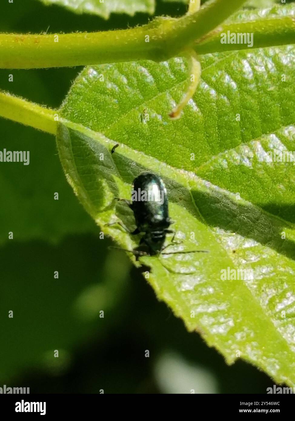 Alder Flea Beetle (Altica ambiens) Insecta Banque D'Images