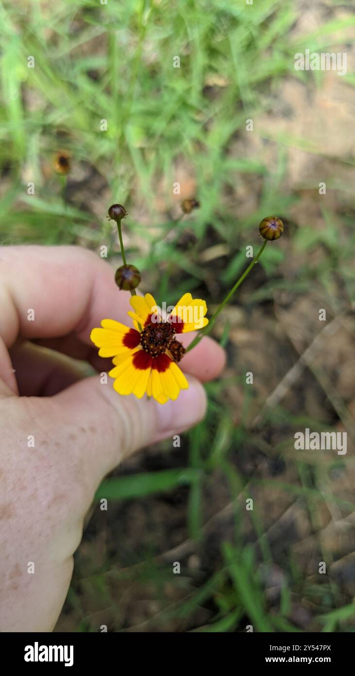 Golden Wave Tickseed (Coreopsis basalis) Plantae Banque D'Images