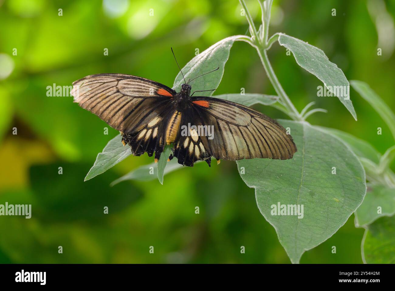 Une femelle Grand Mormon, Papilio memnon, papillon avec des dommages à deux de ses ailes inférieures Banque D'Images