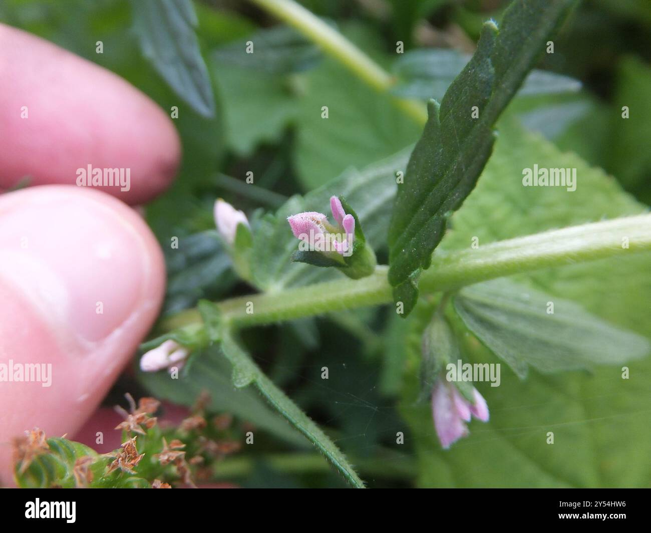 Bartsia rouge (Odontites vernus) Plantae Banque D'Images