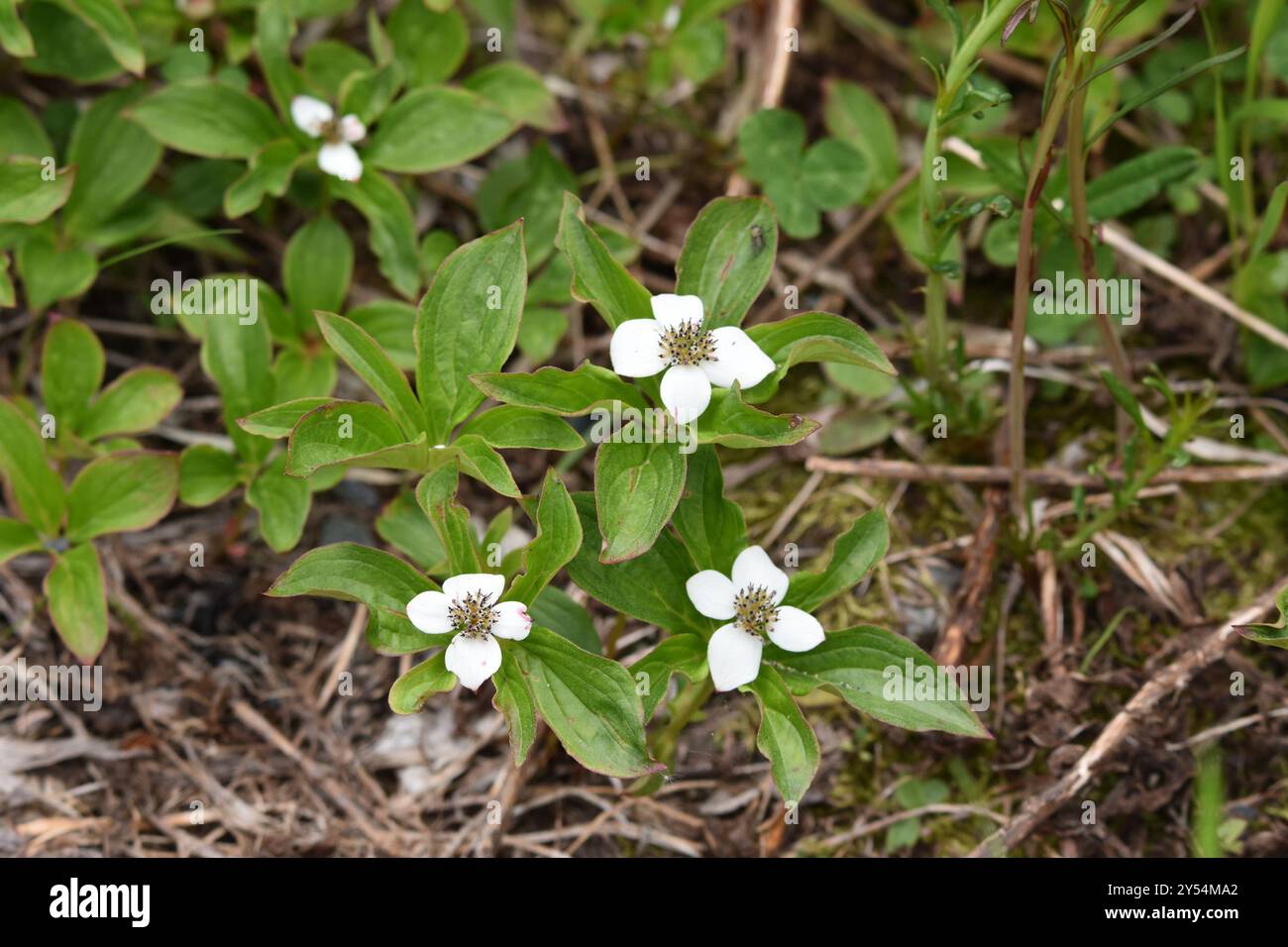 Bunchberry de l'Ouest (Cornus unalaschkensis) Plantae Banque D'Images