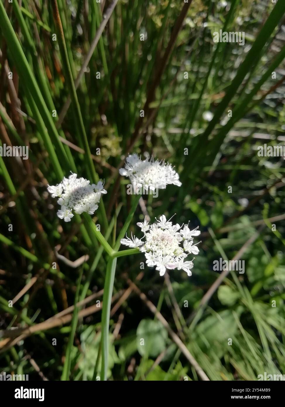 Dropwort tubulaire (Oenanthe fistulosa) Plantae Banque D'Images