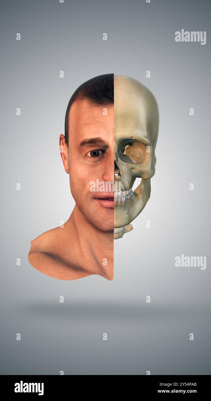 Concept médical de demi-anatomie crânienne et faciale Banque D'Images