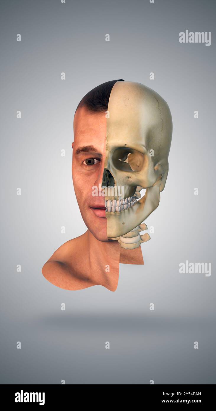 Concept médical de demi-anatomie crânienne et faciale Banque D'Images