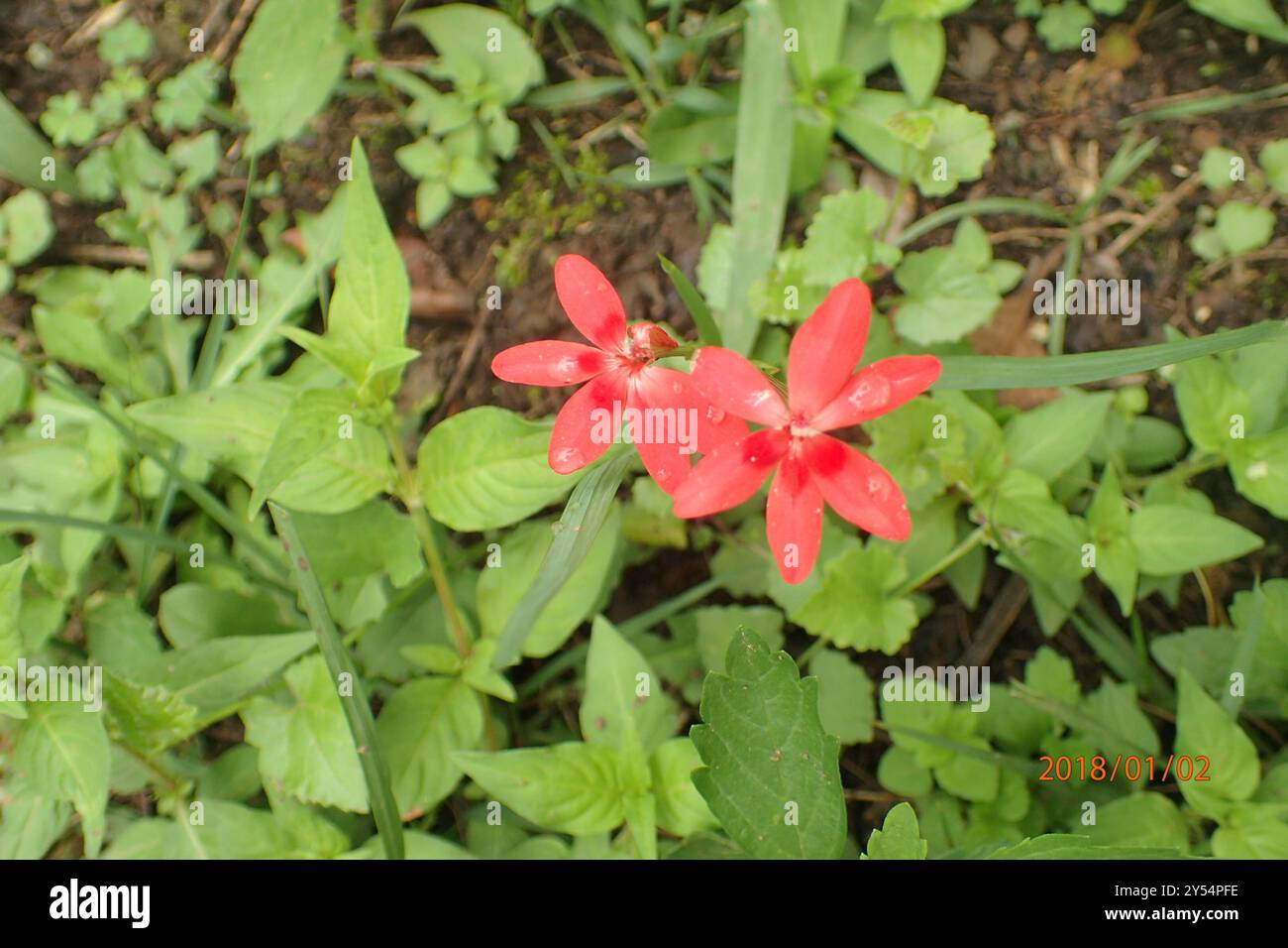 (Freesia laxa laxa) Plantae Banque D'Images