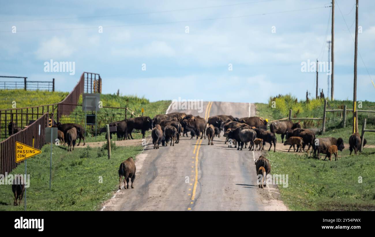 « No Passing zone », Bison sur la route arrêtant la circulation, près du parc national de Badlands, près de Rapid City, Dakota du Sud. Banque D'Images