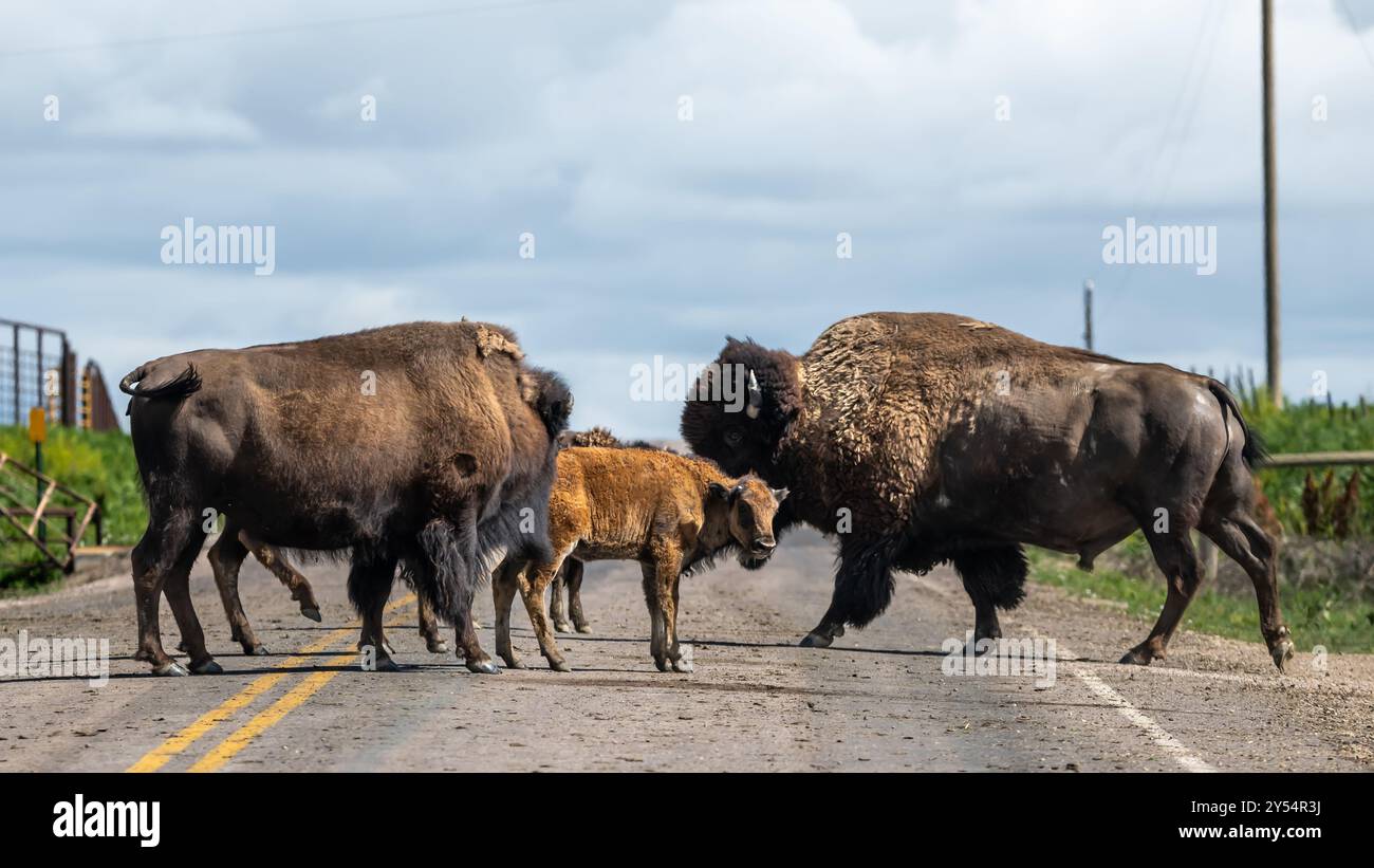 « No Passing zone », Bison sur la route arrêtant la circulation, près du parc national de Badlands, près de Rapid City, Dakota du Sud. Banque D'Images