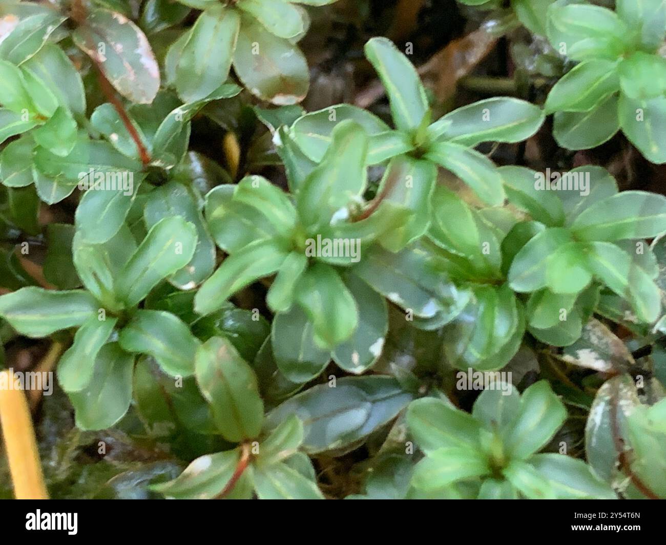 Mousse de rhizomnium (Rhizomnium glabrescens) Plantae Banque D'Images