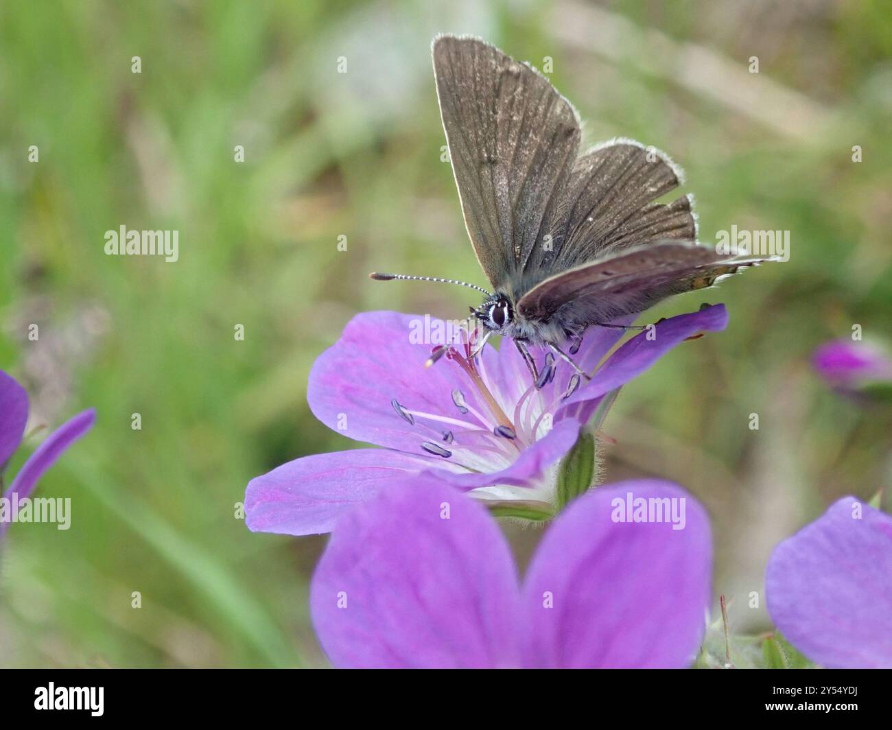 Geranium Argus (Eumedonia eumedon) Insecta Banque D'Images