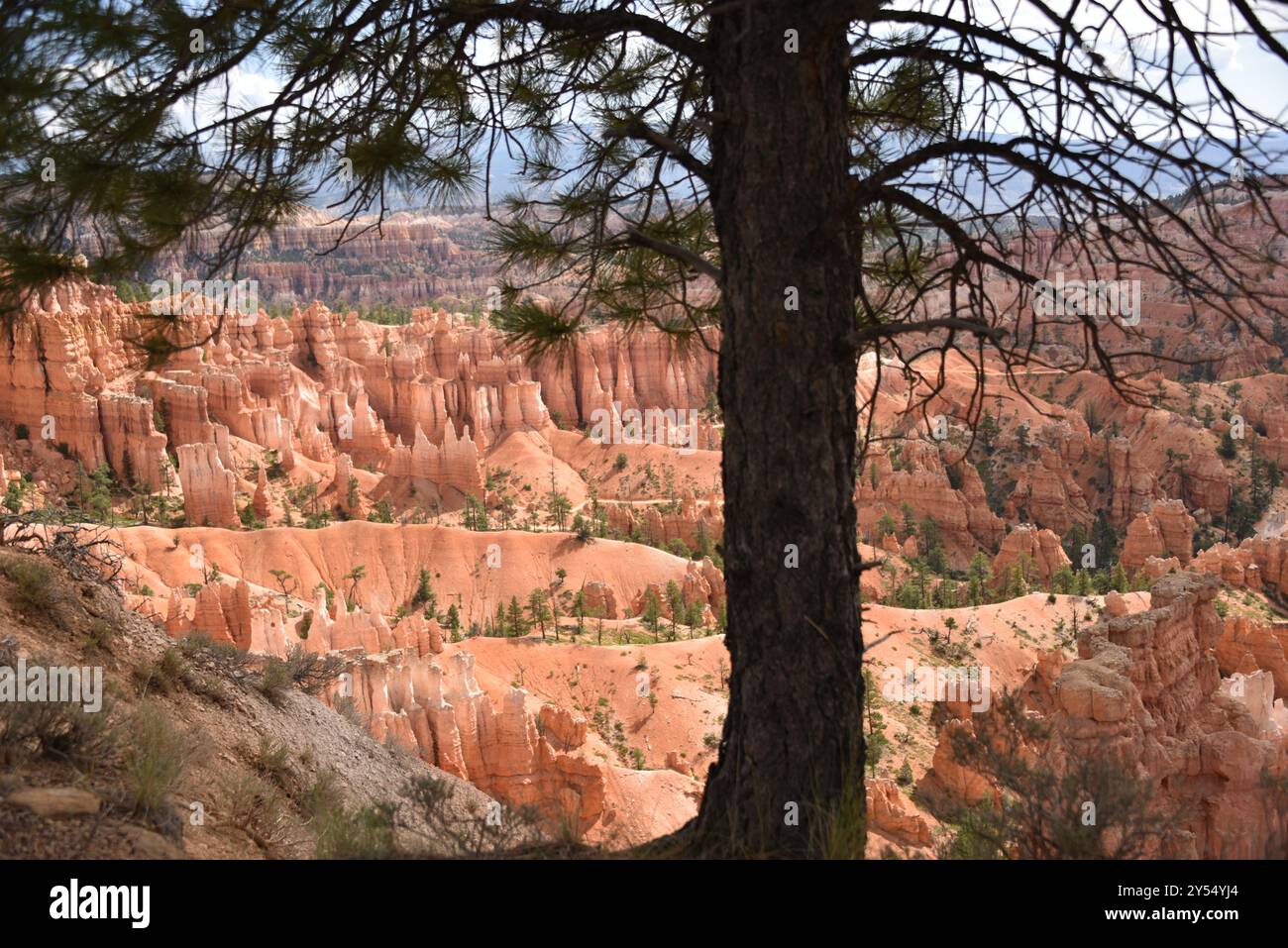 Parc national de Bryce Canyon, Utah. U.S.A. 8/12/2024.la caractéristique principale du parc est Bryce Canyon, qui malgré son nom, n'est pas un canyon Banque D'Images