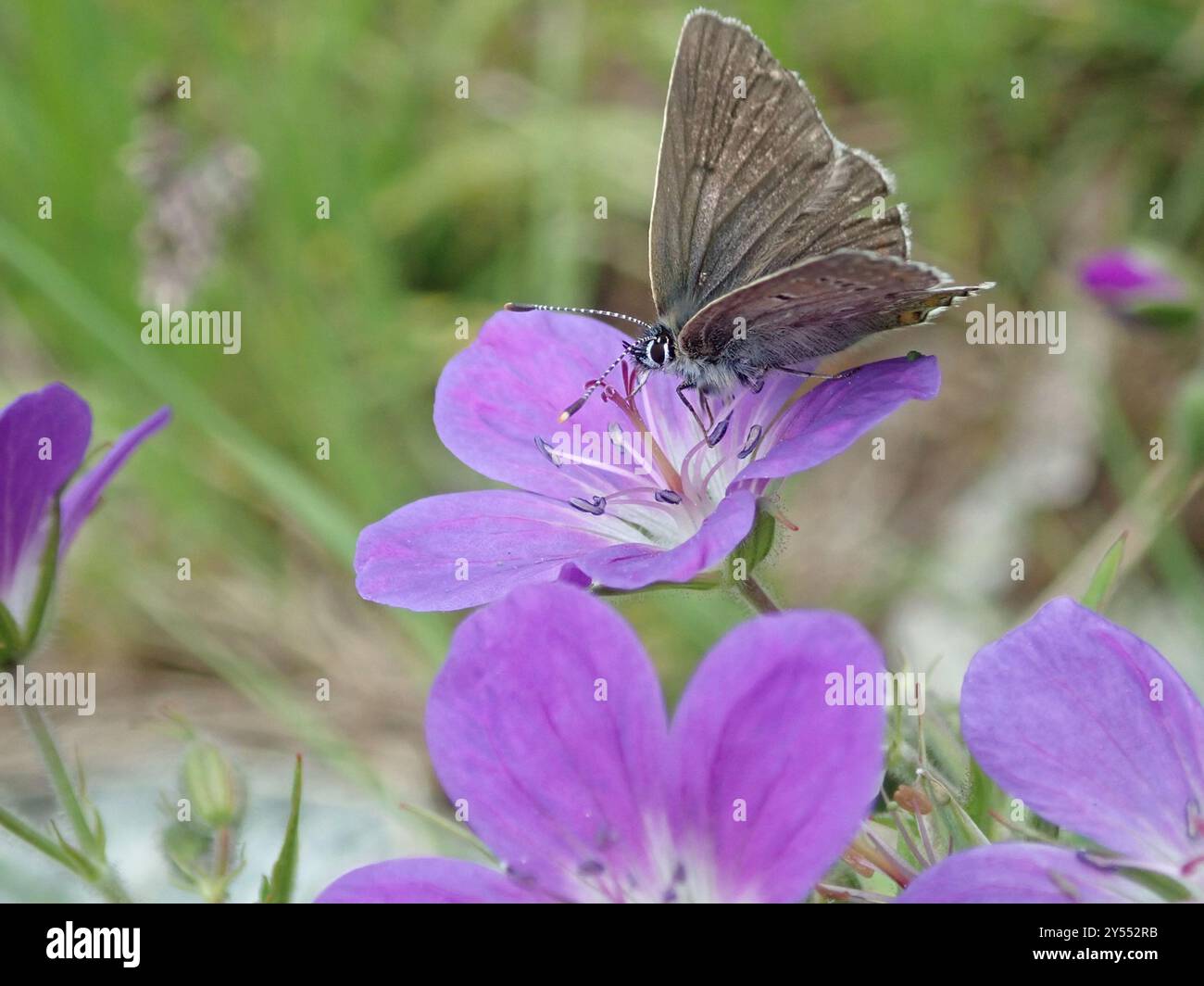 Geranium Argus (Eumedonia eumedon) Insecta Banque D'Images