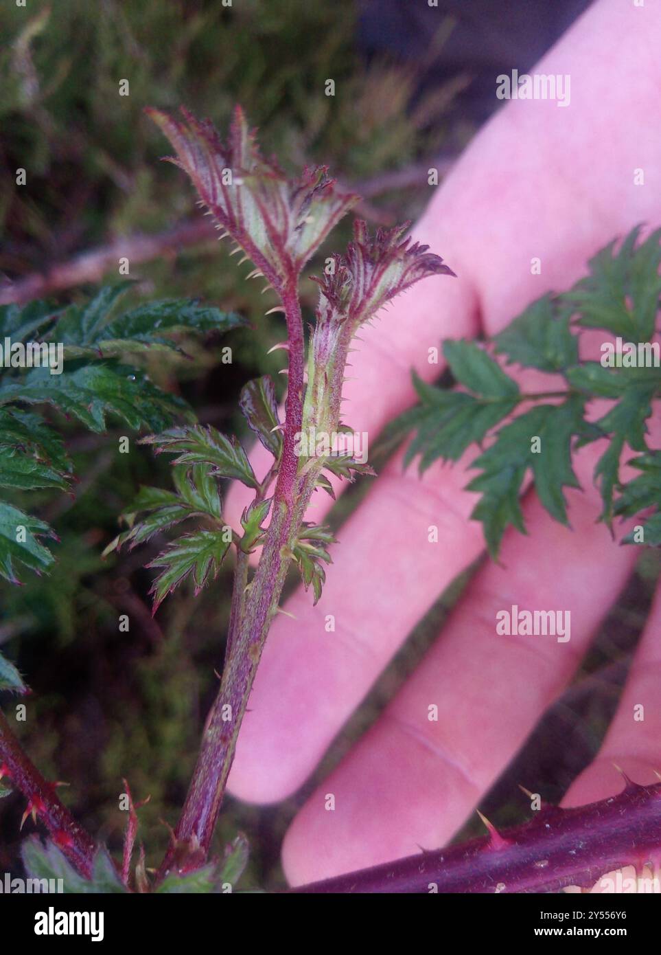 Mûrier à feuilles coupées (Rubus laciniatus) Plantae Banque D'Images