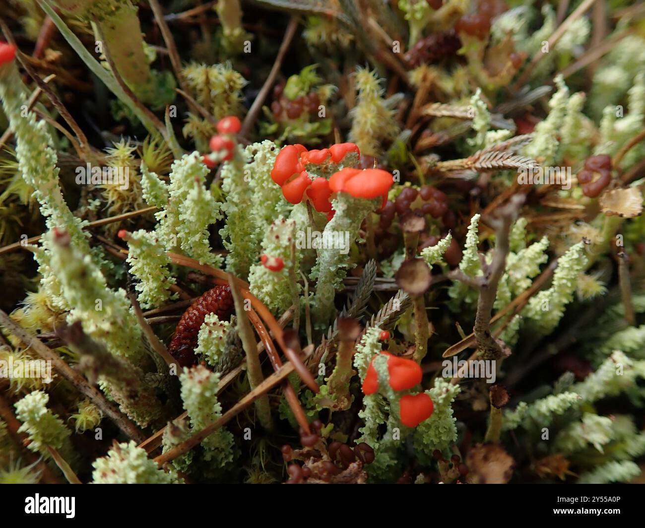 Soldats jouets (Cladonia bellidiflora) champignons Banque D'Images