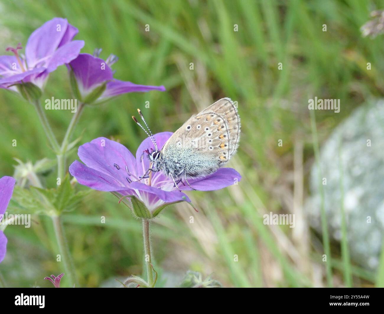Geranium Argus (Eumedonia eumedon) Insecta Banque D'Images