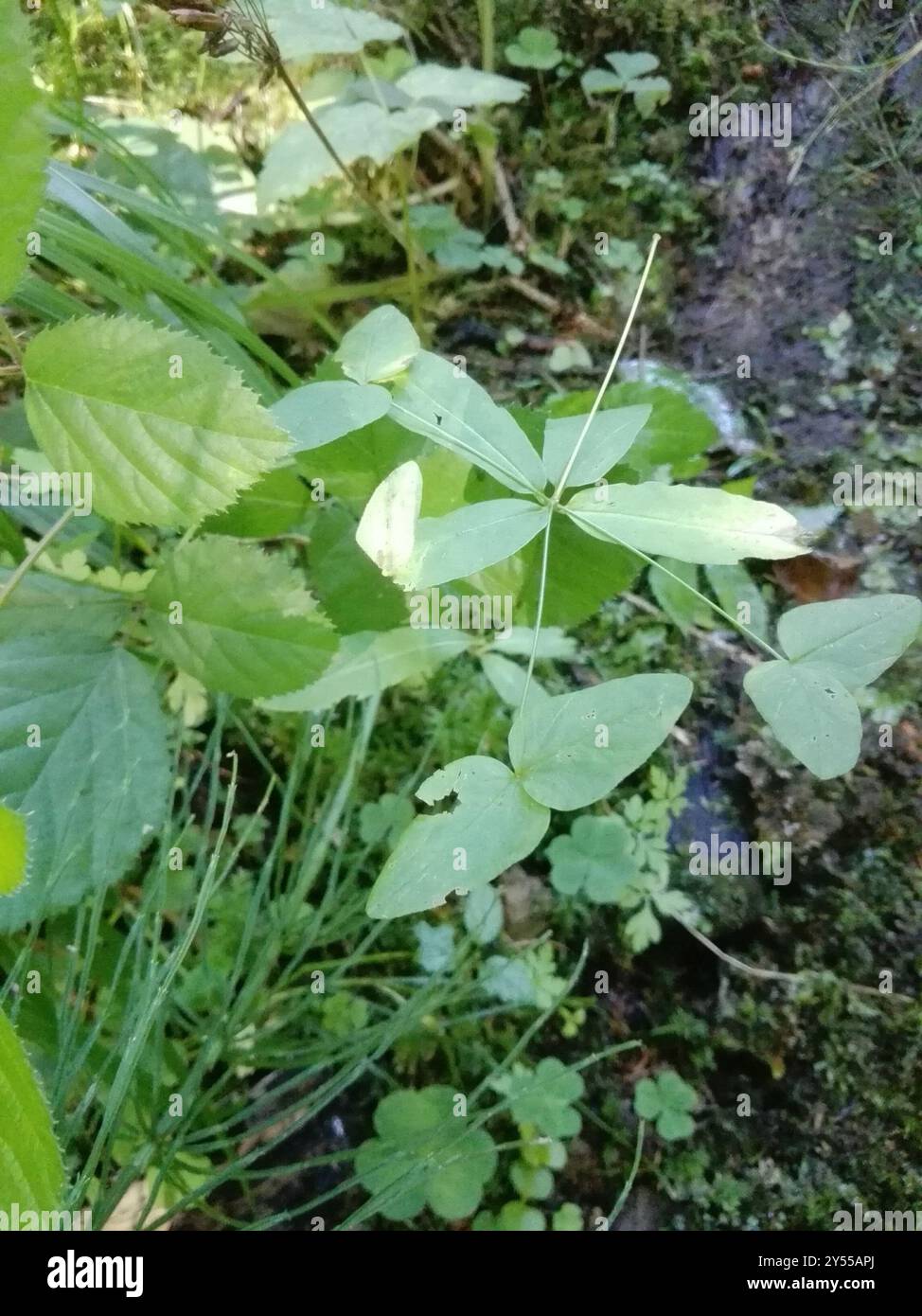 Sweet Spurge (Euphorbia dulcis) Plantae Banque D'Images