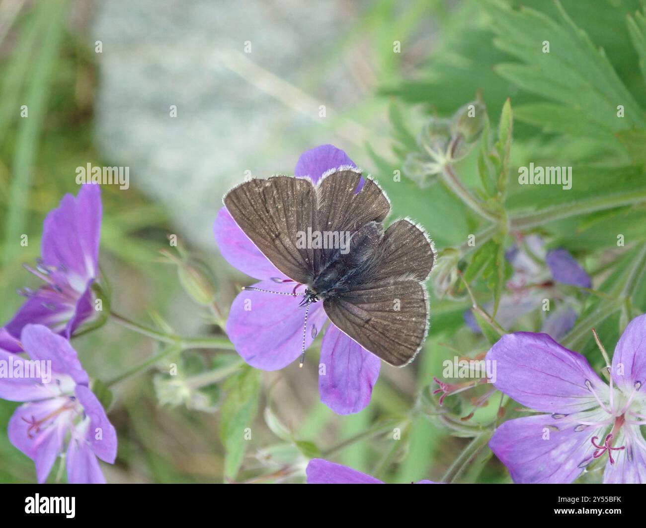 Geranium Argus (Eumedonia eumedon) Insecta Banque D'Images