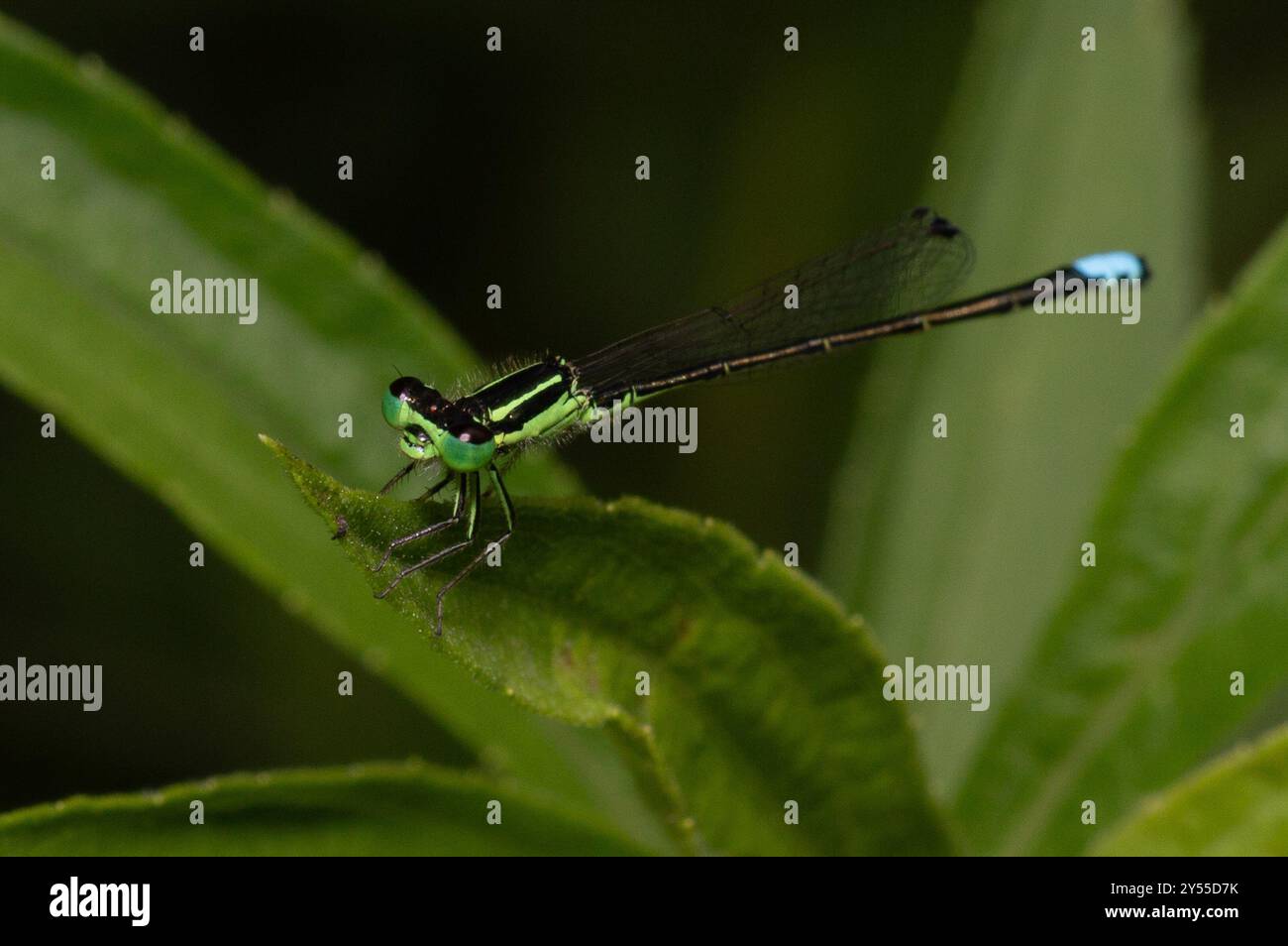 Insecta Eastern Forktail (Ischnura verticalis) Banque D'Images