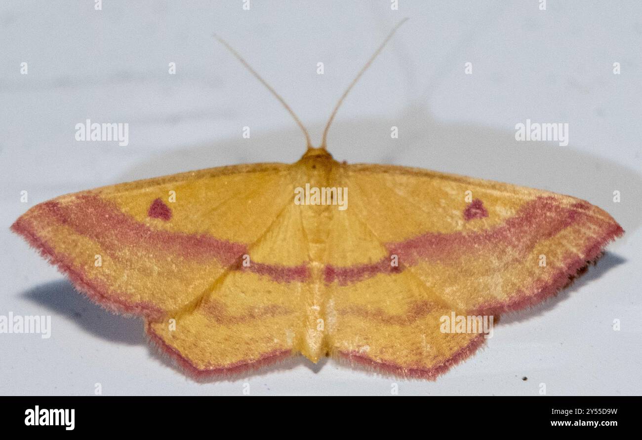 Chiches Geometer Moth (Haematopis grataria) Insecta Banque D'Images