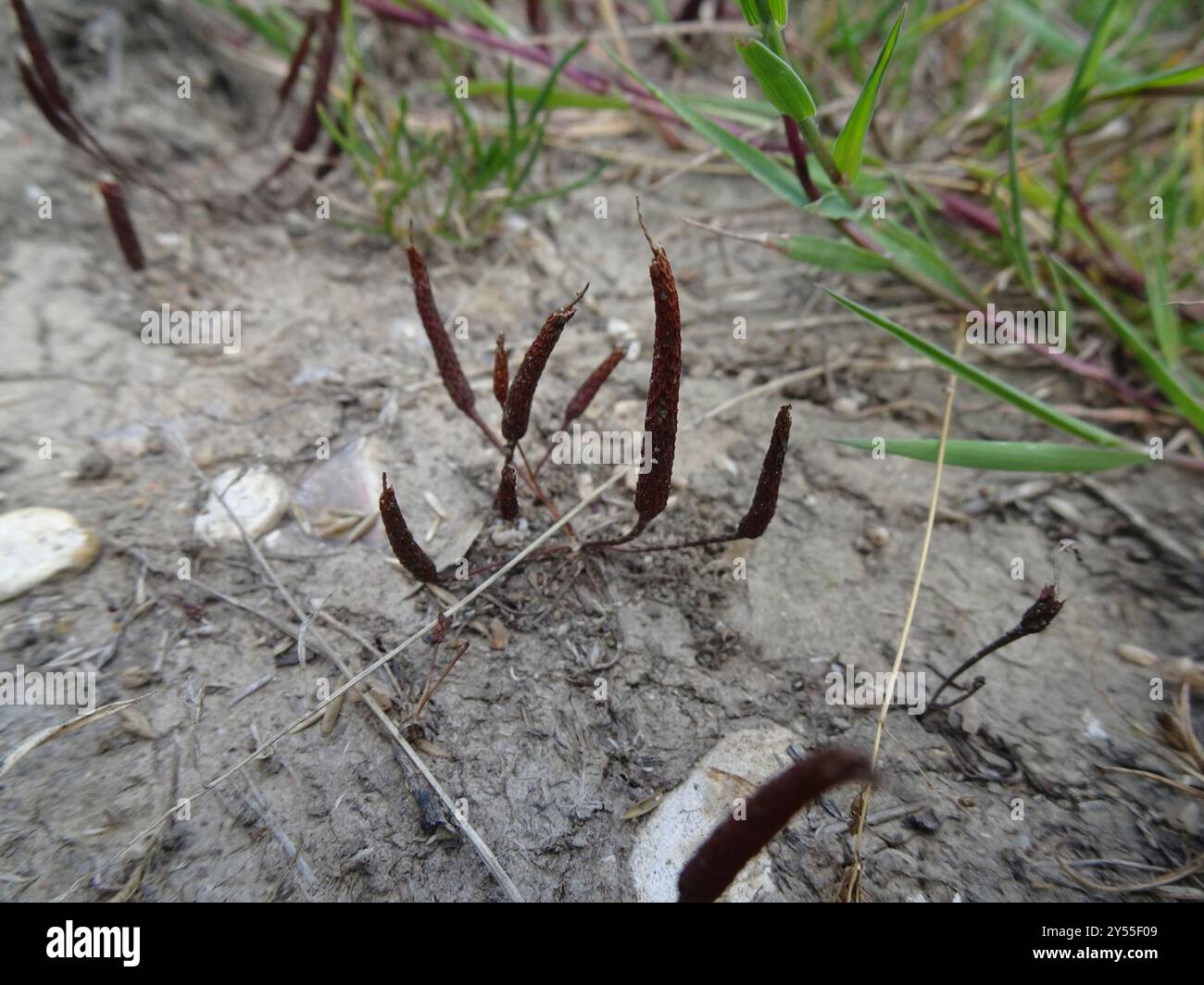 Petite queue de mousette (Myosurus minimus) Plantae Banque D'Images