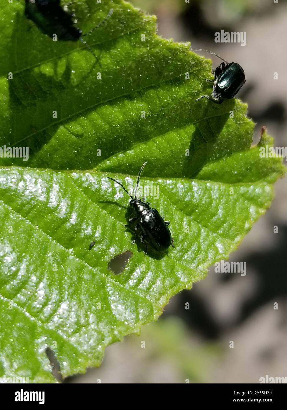 Alder Flea Beetle (Altica ambiens) Insecta Banque D'Images