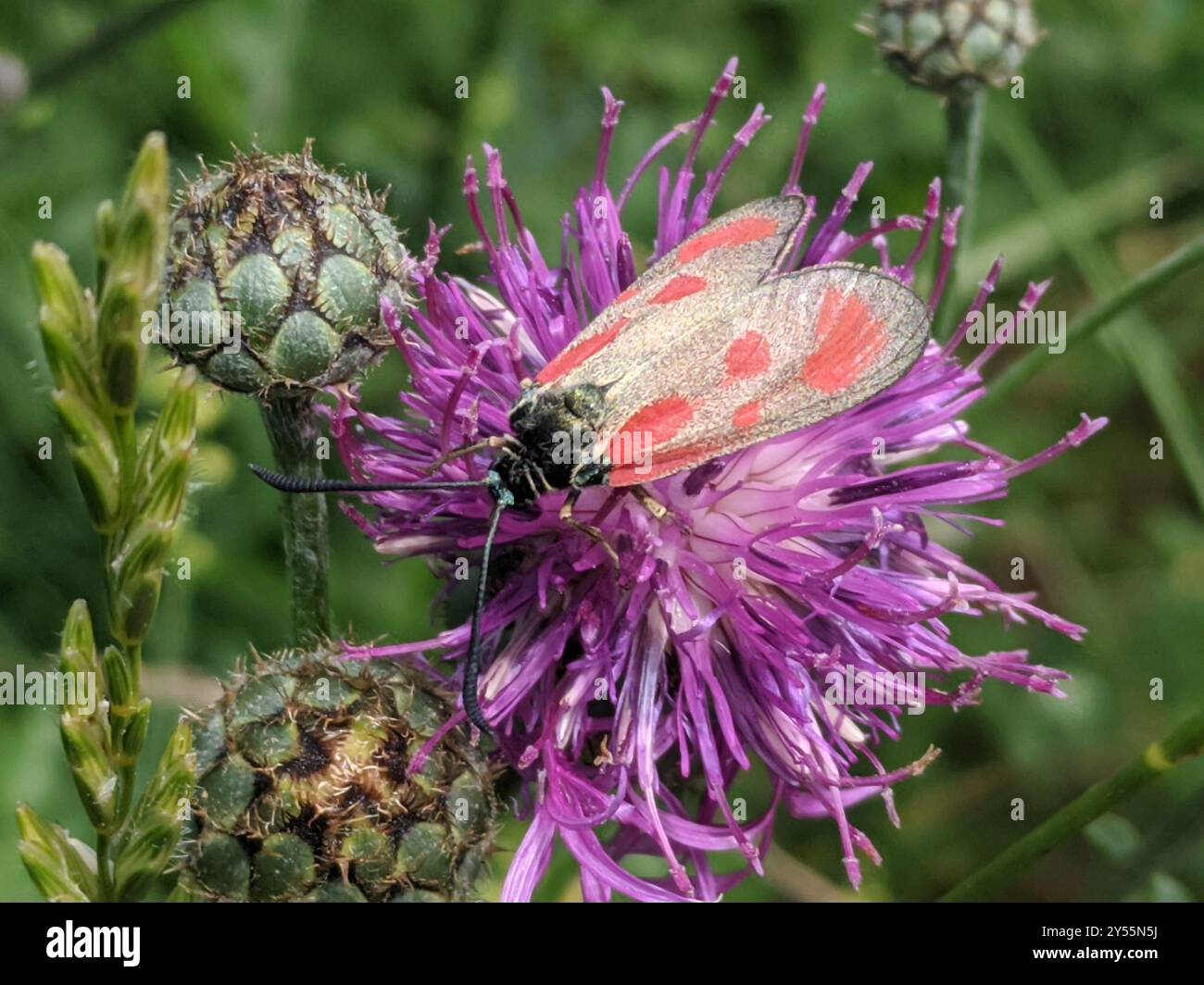 Scotch Burnet mince (Zygaena loti) Insecta Banque D'Images