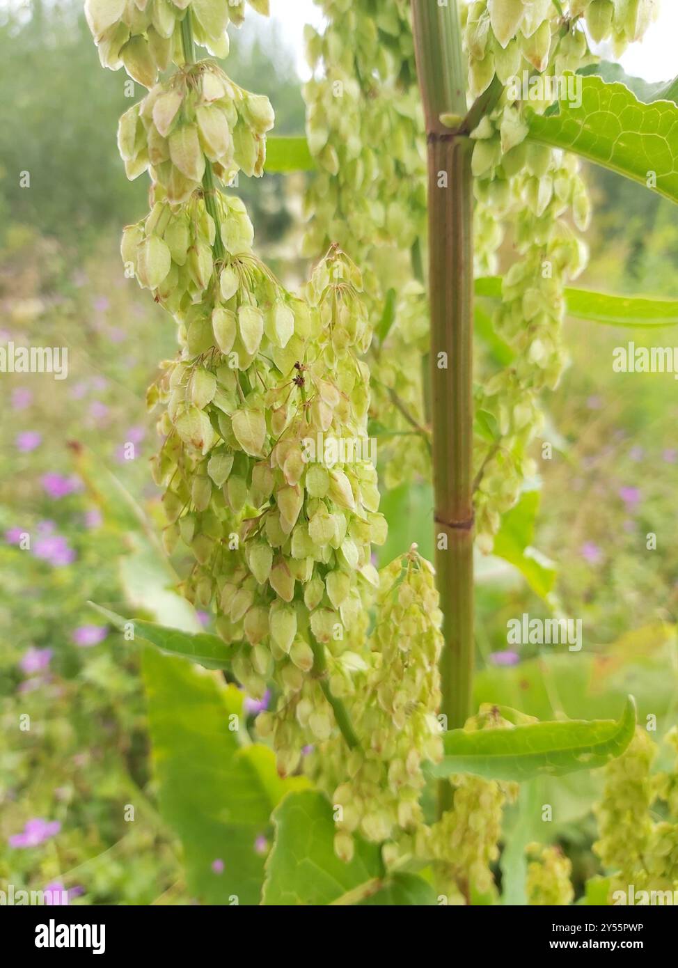 Quai écossais (Rumex aquaticus) Plantae Banque D'Images