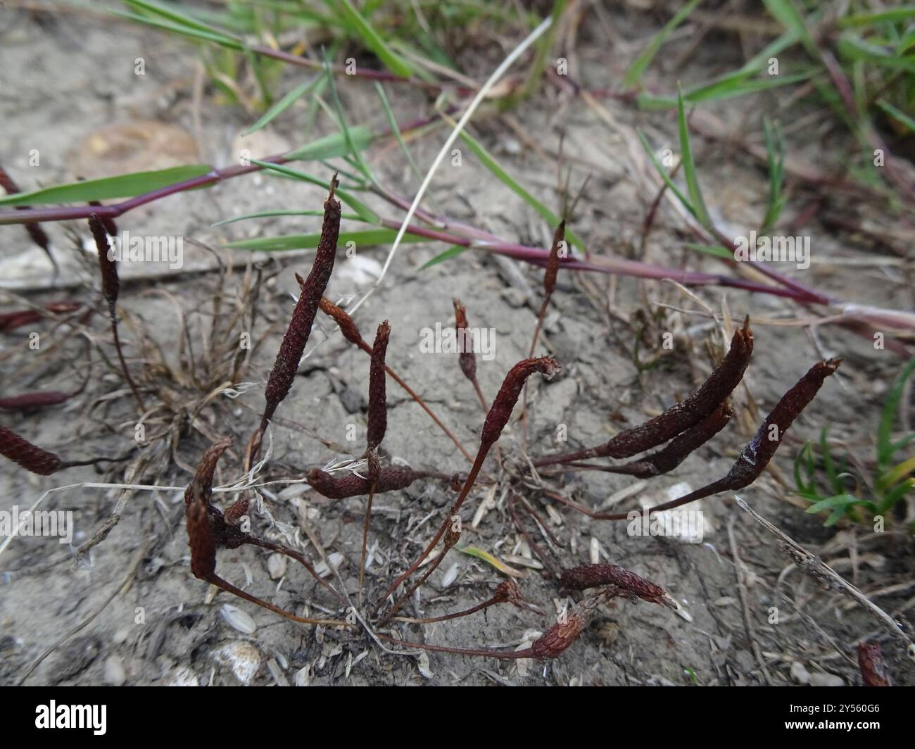Petite queue de mousette (Myosurus minimus) Plantae Banque D'Images