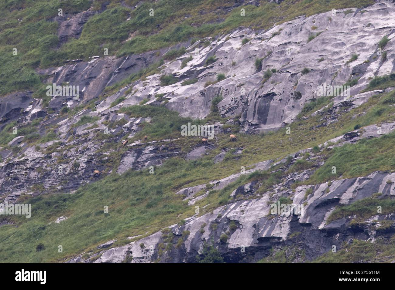 Chamois (Rupicapra rupicapra) troupeau de cinq se nourrissant à distance sur le flanc de montagne Suisse août 2024 Banque D'Images