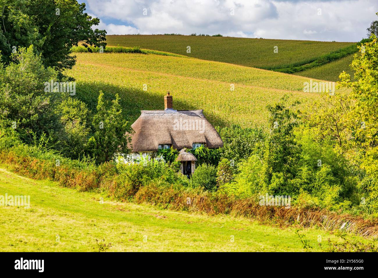 Un chalet isolé traditionnel au toit de chaume sur une ruelle étroite en dessous de Colmer's Hill dans le village de Symondsbury, NR Bridport, Dorset, Angleterre, Royaume-Uni Banque D'Images
