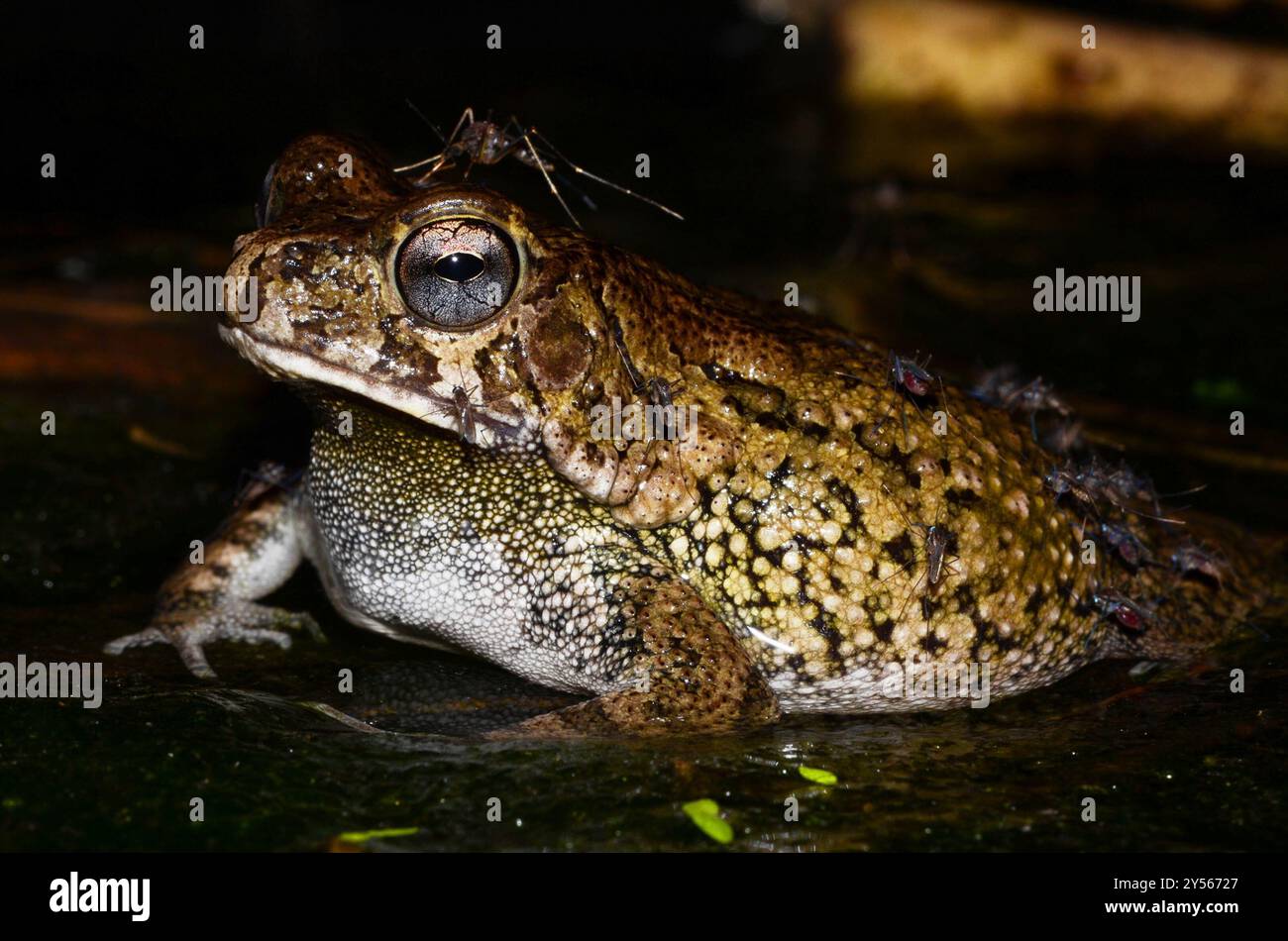 Crapaud à dos plat oriental (Sclerophrys pusilla) amphibie Banque D'Images