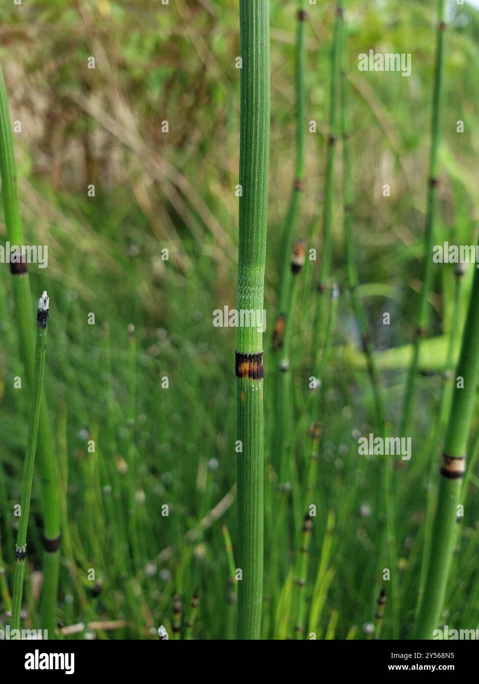 Equisetum hyemale affine Plantae Banque D'Images