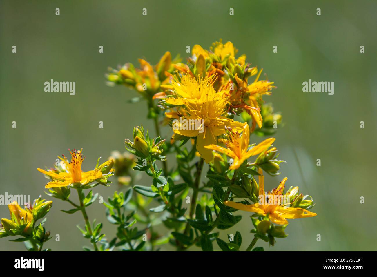 Fleurs de millepertuis, Hypericum perforatum, Banque D'Images