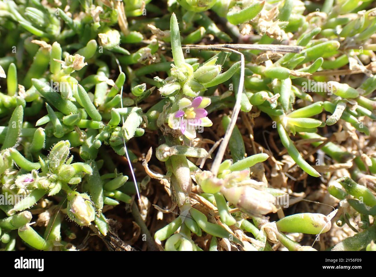 Marais salés Spurry (Spergularia marina) Plantae Banque D'Images