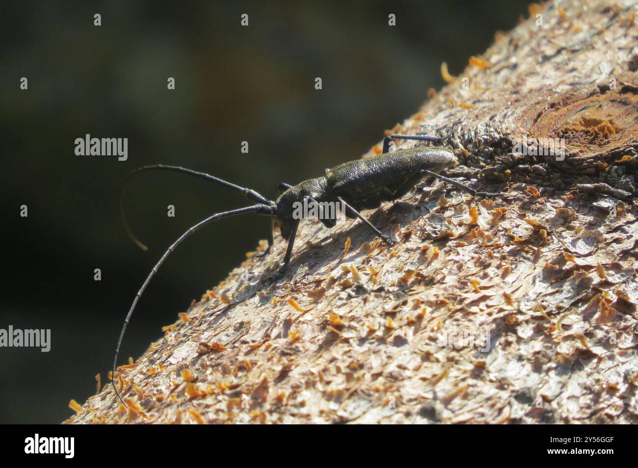 Charpentier Sawyer Beetle (Monochamus sartor) Insecta Banque D'Images