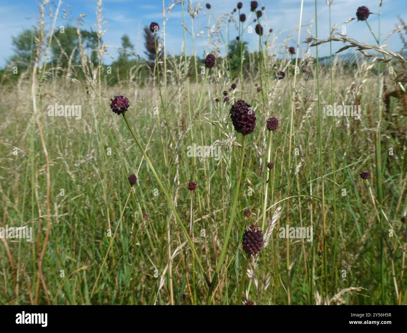 Grand burnet (Sanguisorba officinalis) Plantae Banque D'Images