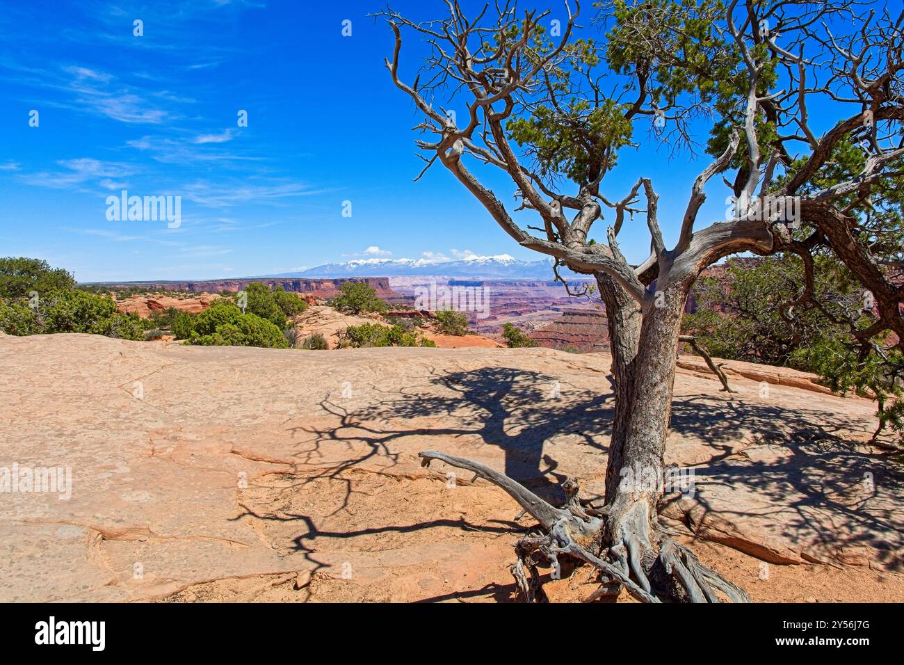 Tronc tordu de pins altérés en bordure du bord du canyon avec les montagnes lointaines de la Sal dans le parc national de Canyonlands Banque D'Images