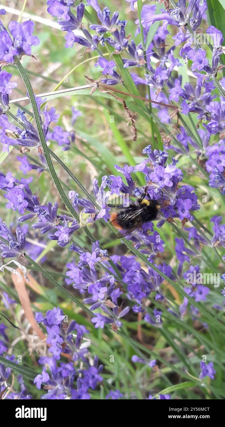 Insecte de Bumble Bee (Bombus soroeensis) à ceinture brisée Banque D'Images