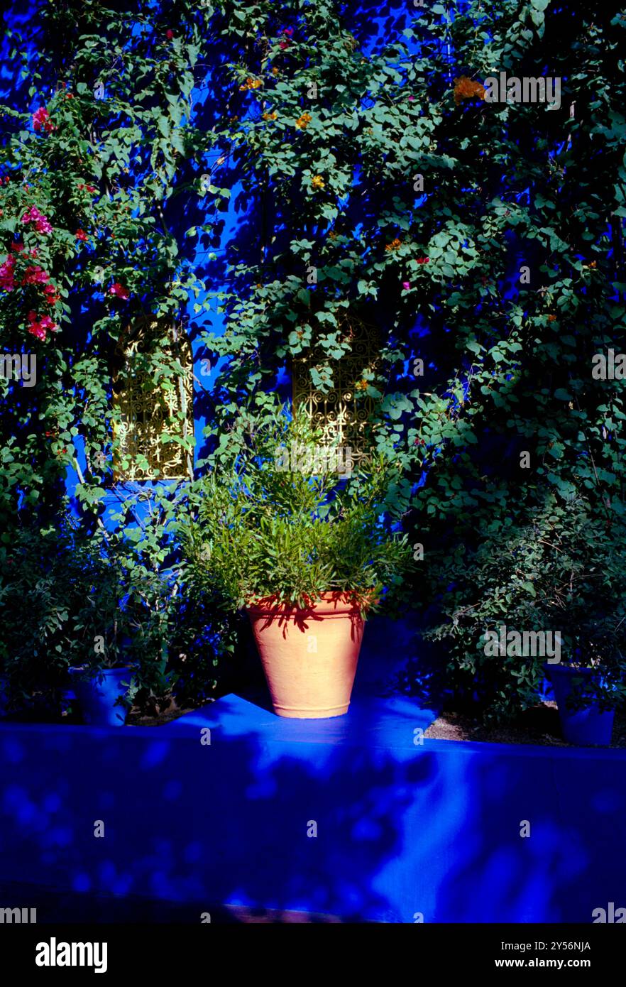 La maison du couturier Yves Saint Laurent. Le jardin Majorelle à Marrakech au Maroc au Maghreb en Afrique du Nord. Banque D'Images