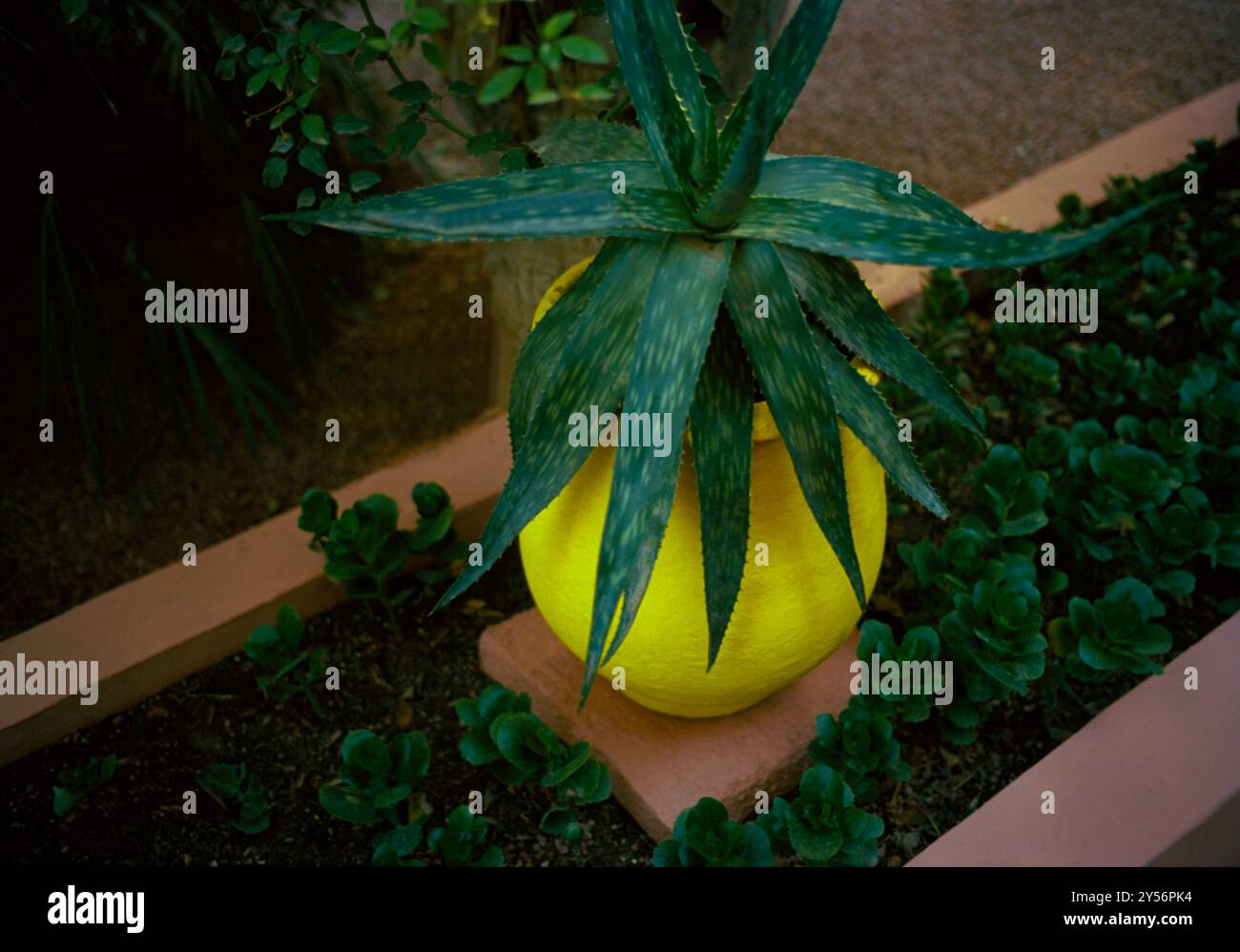 La maison du couturier Yves Saint Laurent. Le jardin Majorelle à Marrakech au Maroc au Maghreb en Afrique du Nord. Banque D'Images