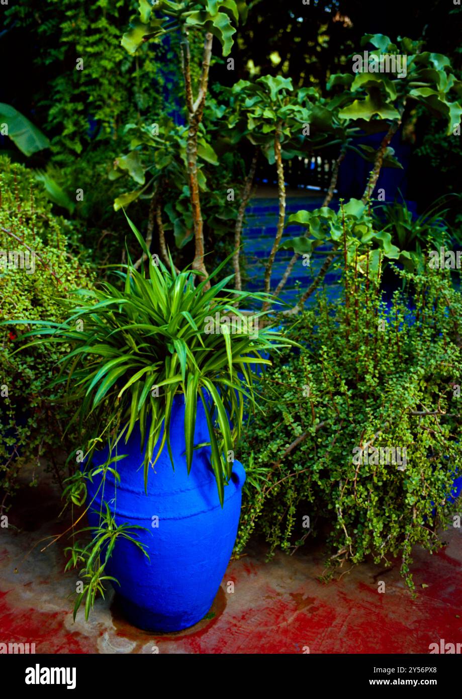 La maison du couturier Yves Saint Laurent. Le jardin Majorelle à Marrakech au Maroc au Maghreb en Afrique du Nord. Banque D'Images