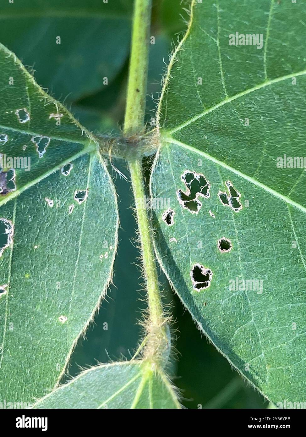 Haricot de Kudzu (Pueraria montana lobata) Plantae Banque D'Images