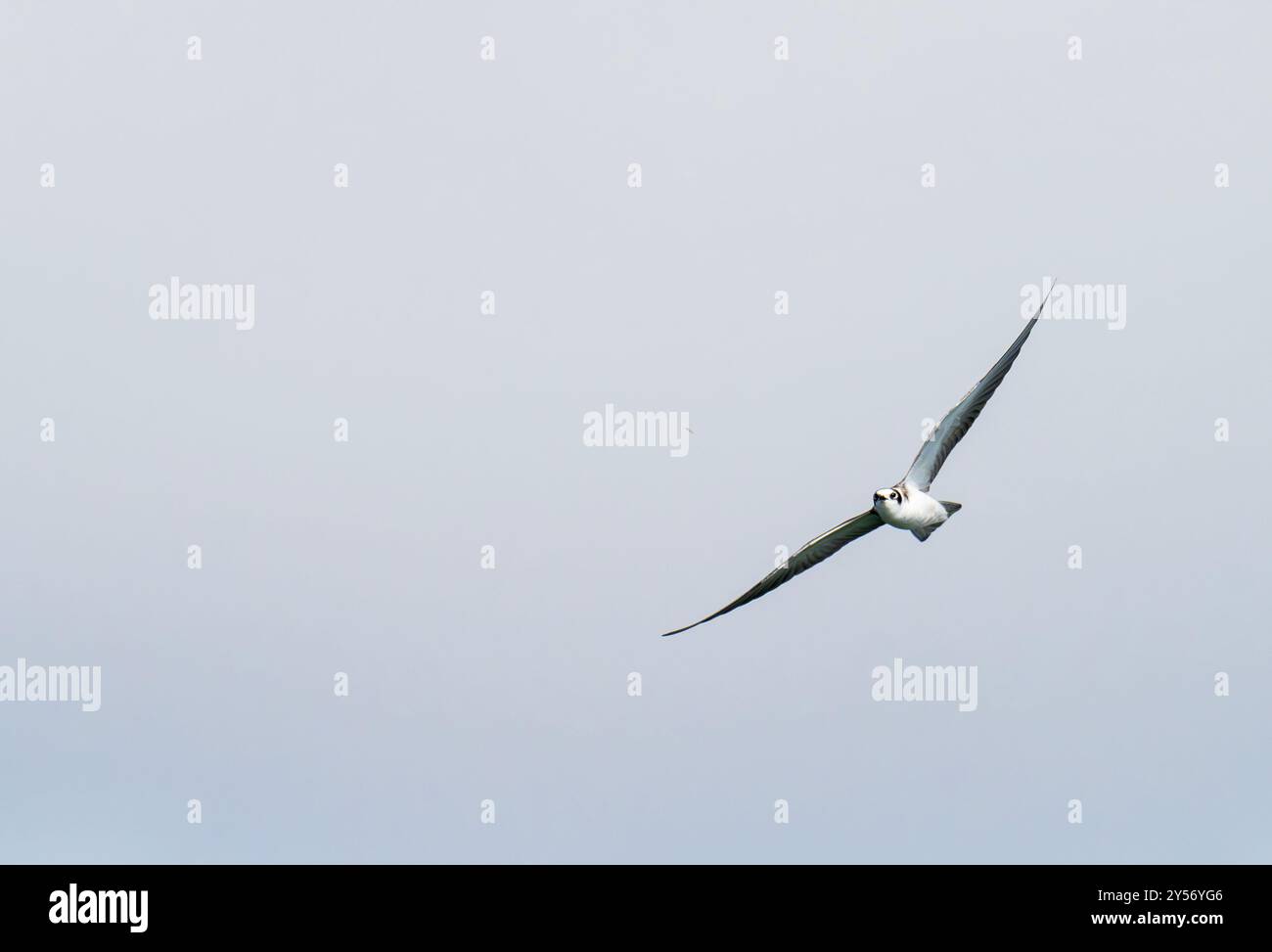 Un jeune Black Tern, Chlidonias Niger à Lytham St Annes, Lancashire, Royaume-Uni. Banque D'Images