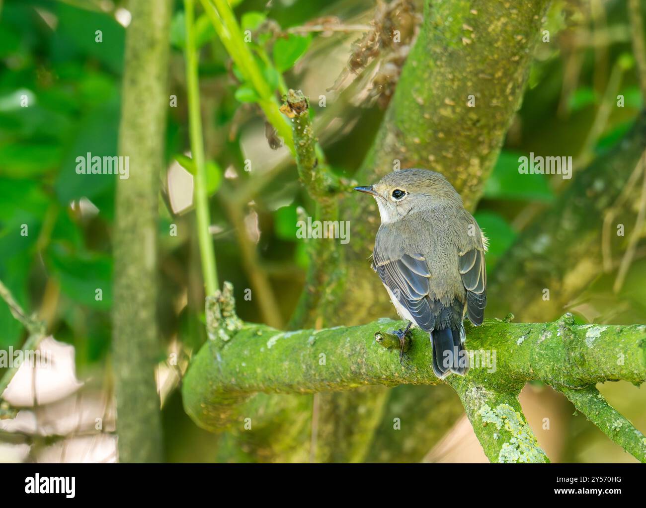 Un Flycatcher rouge, Ficedula parva sur Walney Island, Cumbria, Royaume-Uni. Banque D'Images