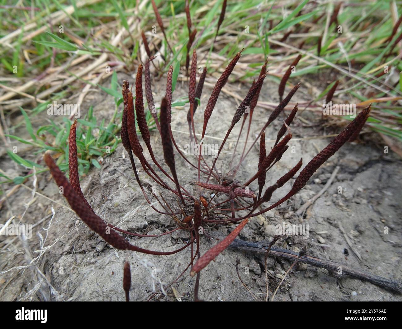 Petite queue de mousette (Myosurus minimus) Plantae Banque D'Images
