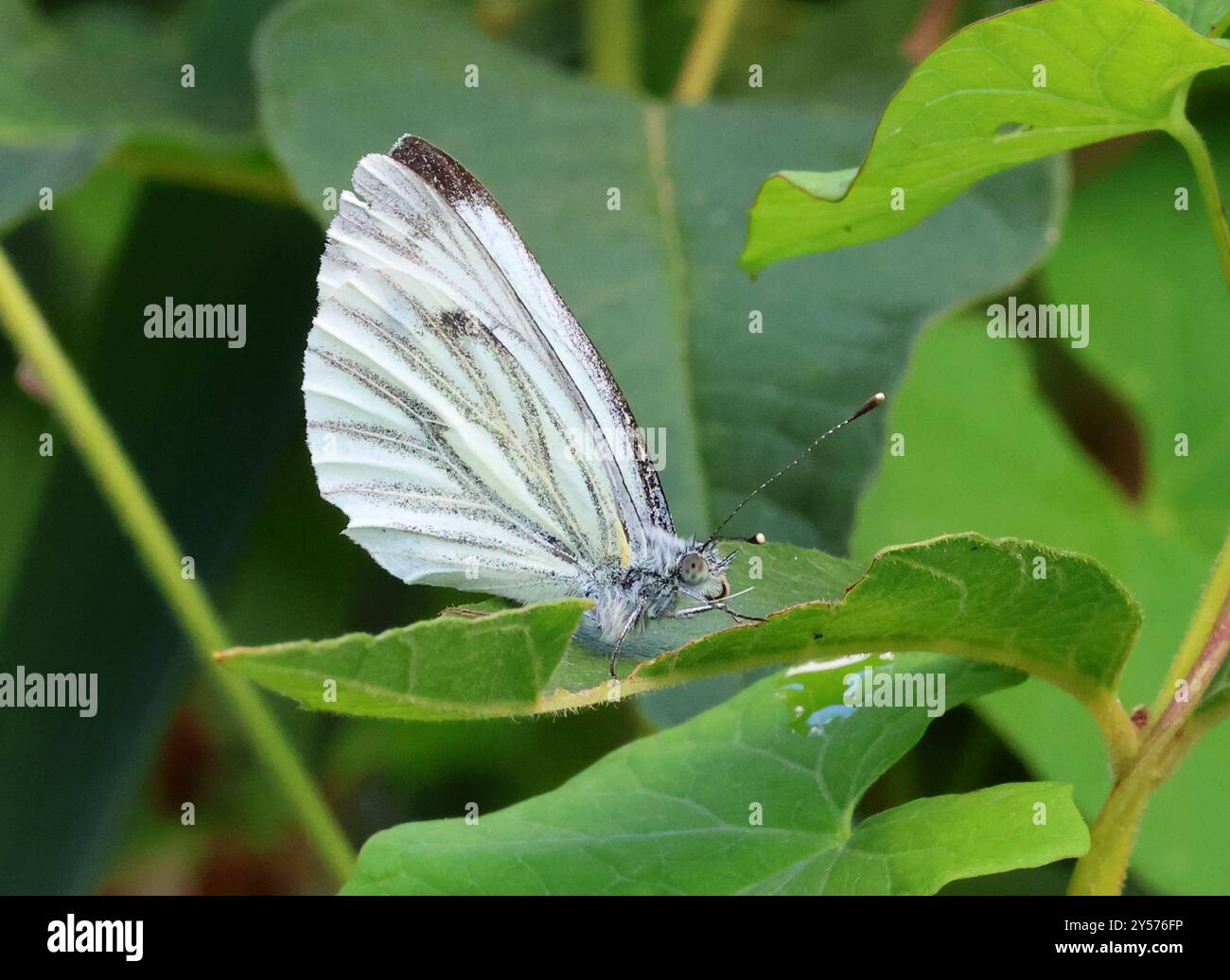 Un petit papillon blanc (Pieris rapae) dans les Cotswold Hills Gloucestershire UK Banque D'Images