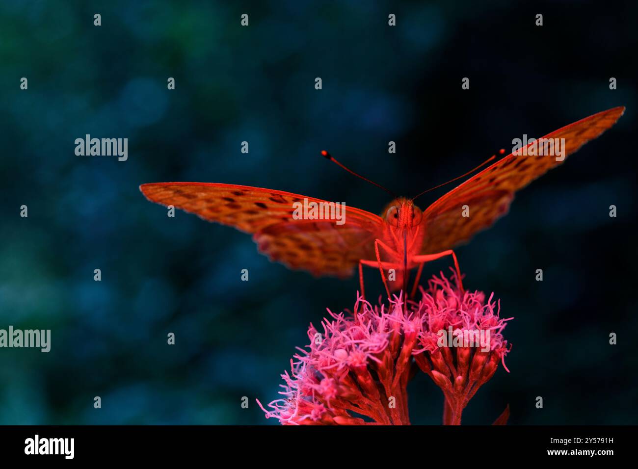 Butterfy sous une lumière rouge et au-dessus de la fleur Banque D'Images