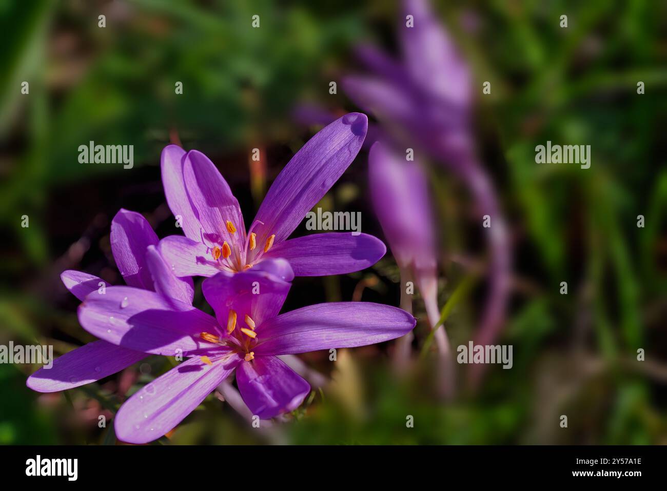 Fleur sauvage violette de champ Crocus sur prairie verte Banque D'Images